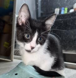 Reunited Female Cat last seen Barringer lane and Galveston highway 3, Houston, TX 77062