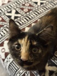 Reunited Female Cat last seen McCall &Cherry Hill, Menifee, CA 92586