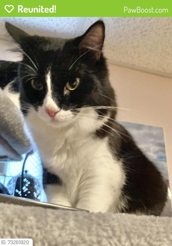 Reunited Male Cat last seen 44th Street & St. Louis in Brighton Park, Chicago, IL 60632