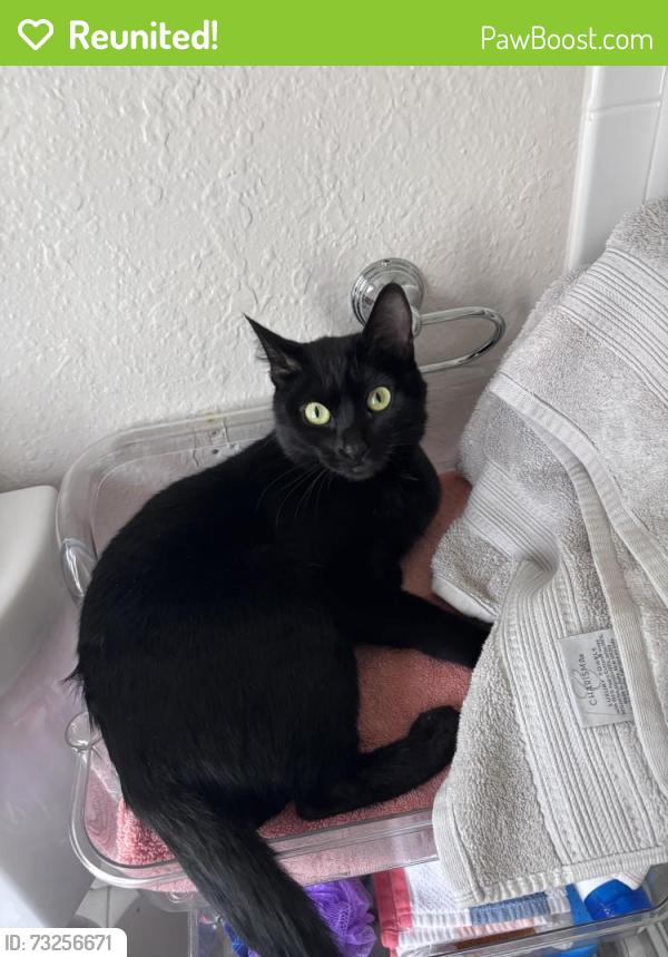 Reunited Female Cat last seen Ellsworth, San Mateo, CA 94401