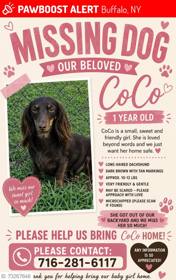 Lost Female Dog last seen Allen st near days park, Buffalo, NY 14203