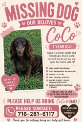 Lost Female Dog last seen Allen st near days park, Buffalo, NY 14203