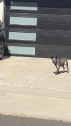 Found/Stray Unknown Dog last seen Dalfsen and dimondale, Carson, CA 90746