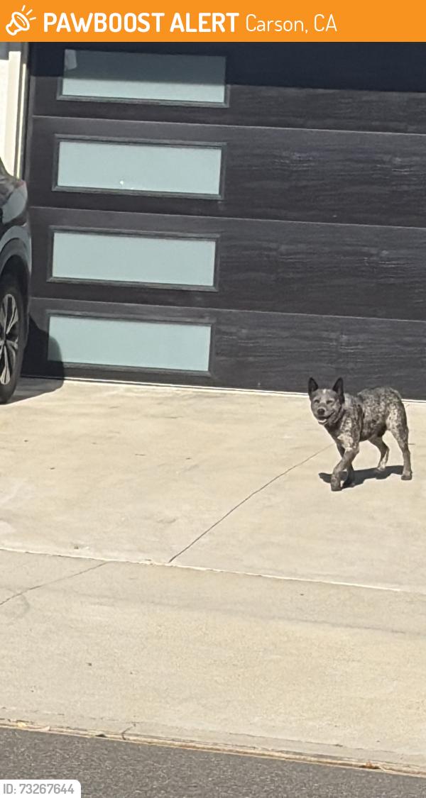 Found/Stray Unknown Dog last seen Dalfsen and dimondale, Carson, CA 90746