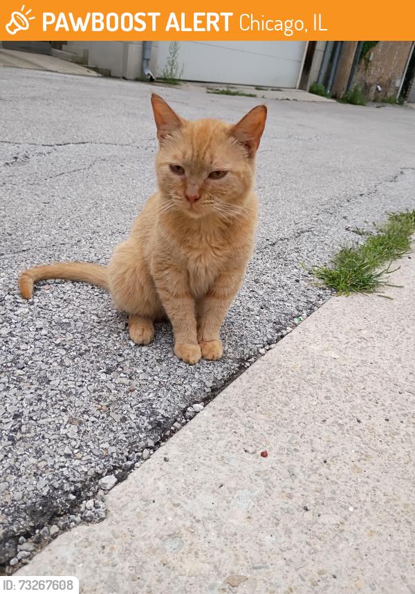 Found/Stray Male Cat last seen North and Ashland, Chicago, IL 60642
