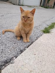 Found/Stray Male Cat last seen North and Ashland, Chicago, IL 60642