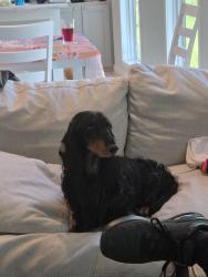 Lost Male Dog last seen Kissimmee Prairie preserve state park, Okeechobee, FL 34974