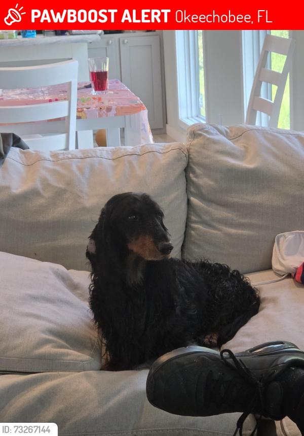 Lost Male Dog last seen Kissimmee Prairie preserve state park, Okeechobee, FL 34974