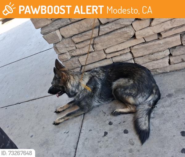 Found/Stray Female Dog last seen Dollar general, Modesto, CA 95351