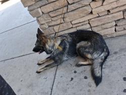 Found/Stray Female Dog last seen Dollar general, Modesto, CA 95351