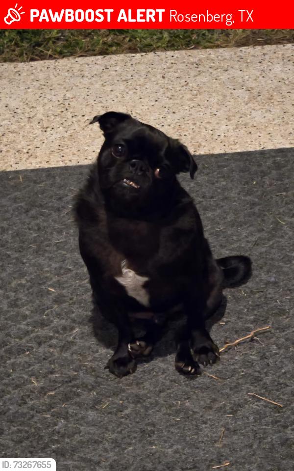 Lost Male Dog last seen Near avenue e, Rosenberg, TX 77471
