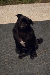 Lost Male Dog last seen Near avenue e, Rosenberg, TX 77471