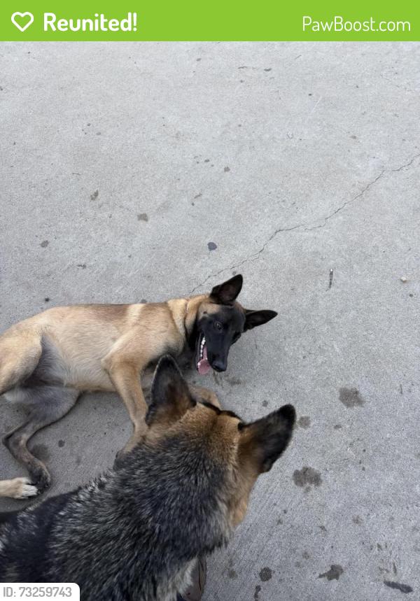 Reunited Female Dog last seen Murphy, Houston, TX 77031