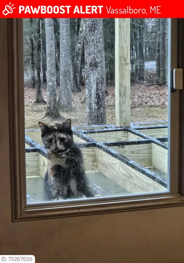Lost Female Cat last seen I am by the Academy., Vassalboro, ME 04989