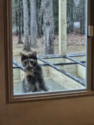 Lost Female Cat last seen I am by the Academy., Vassalboro, ME 04989