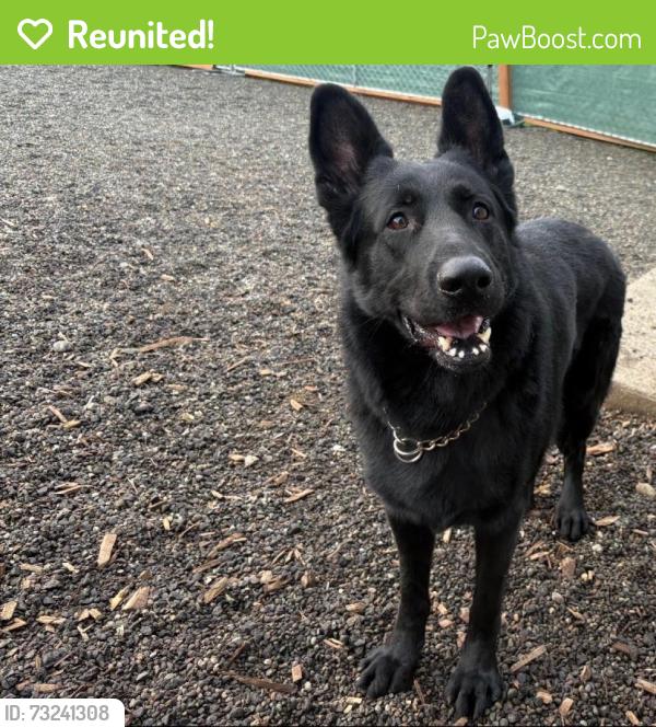 Reunited Male Dog last seen 112th and Vickery, Tacoma, WA 98446