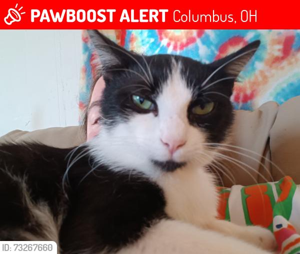 Lost Male Cat last seen Bay Run Drive, Columbus, OH 43228