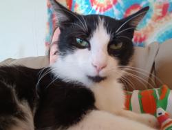 Lost Male Cat last seen Bay Run Drive, Columbus, OH 43228