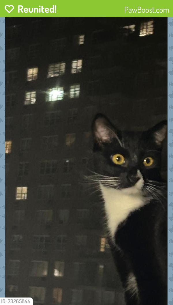 Reunited Male Cat last seen Kissena Ave and Beech (bldg with ABC Math blue awning), Queens, NY 11355