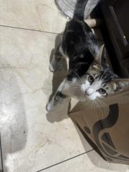 Found/Stray Unknown Cat last seen Harding st, Long Beach, CA 90805