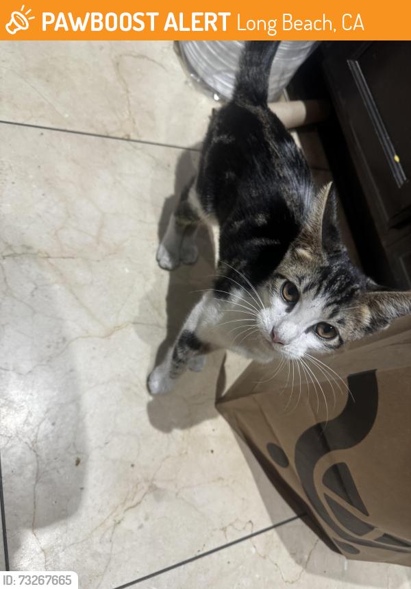 Found/Stray Unknown Cat last seen Harding st, Long Beach, CA 90805