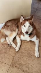 Found/Stray Female Dog last seen Dairy Queen, Orlando, FL 32829