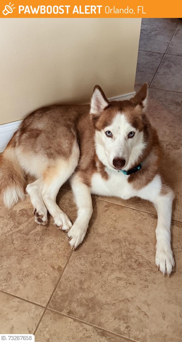 Found/Stray Female Dog last seen Dairy Queen, Orlando, FL 32829