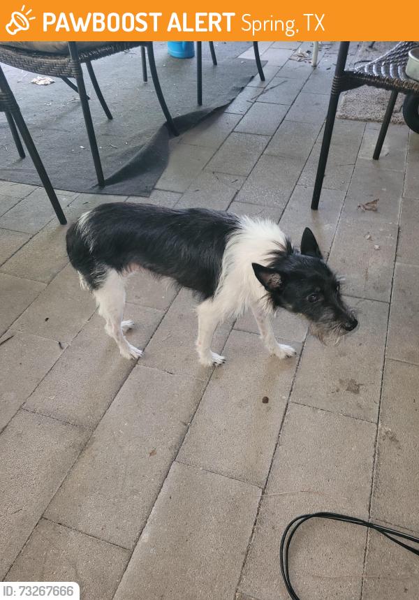 Found/Stray Male Dog last seen Diane, Spring, TX 77373