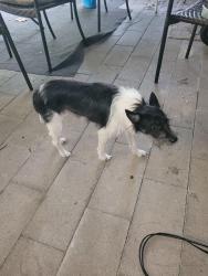 Found/Stray Male Dog last seen Diane, Spring, TX 77373