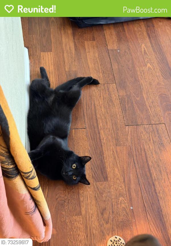 Reunited Male Cat last seen Fruitvale rd., Vacaville, CA 95688