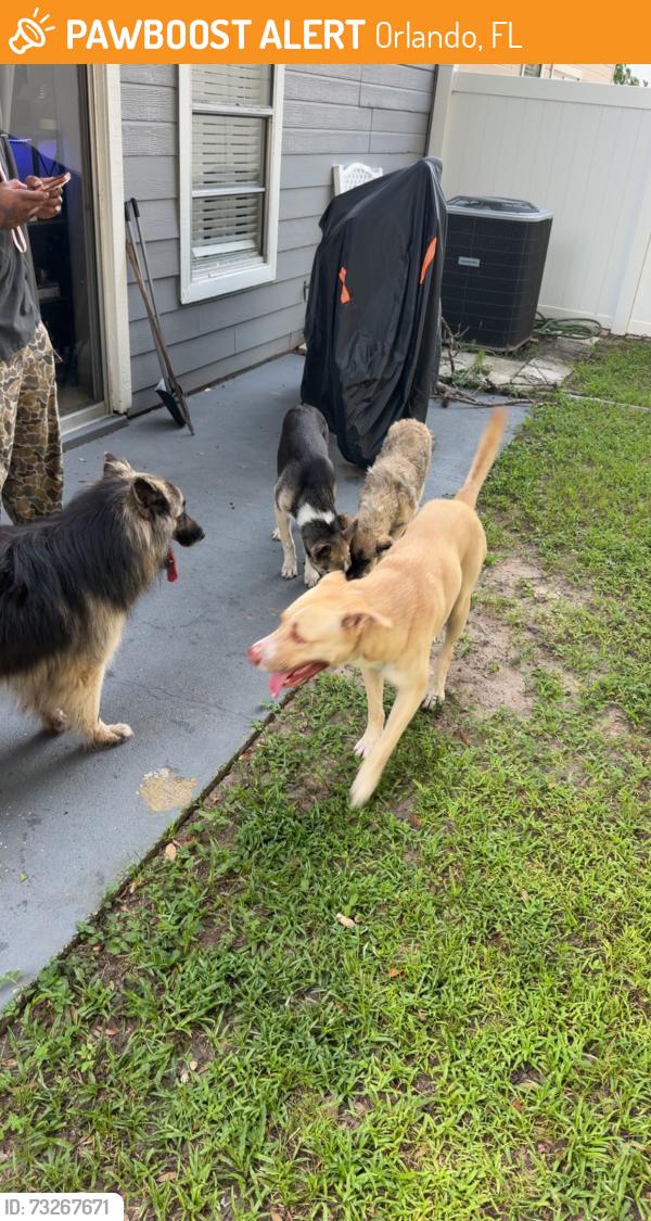 Found/Stray Unknown Dog last seen Alston Dr., Orlando, FL 32835