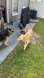Found/Stray Unknown Dog last seen Alston Dr., Orlando, FL 32835