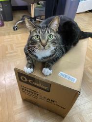 Lost Male Cat last seen 51st and Mobile, Chicago, IL 60638