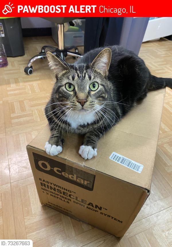 Lost Male Cat last seen 51st and Mobile, Chicago, IL 60638
