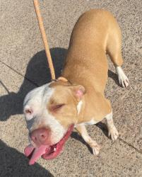 Shelter Stray Female Dog last seen Midwest City, 8485 E Reno Ave, Midwest City, OK 73110, USA