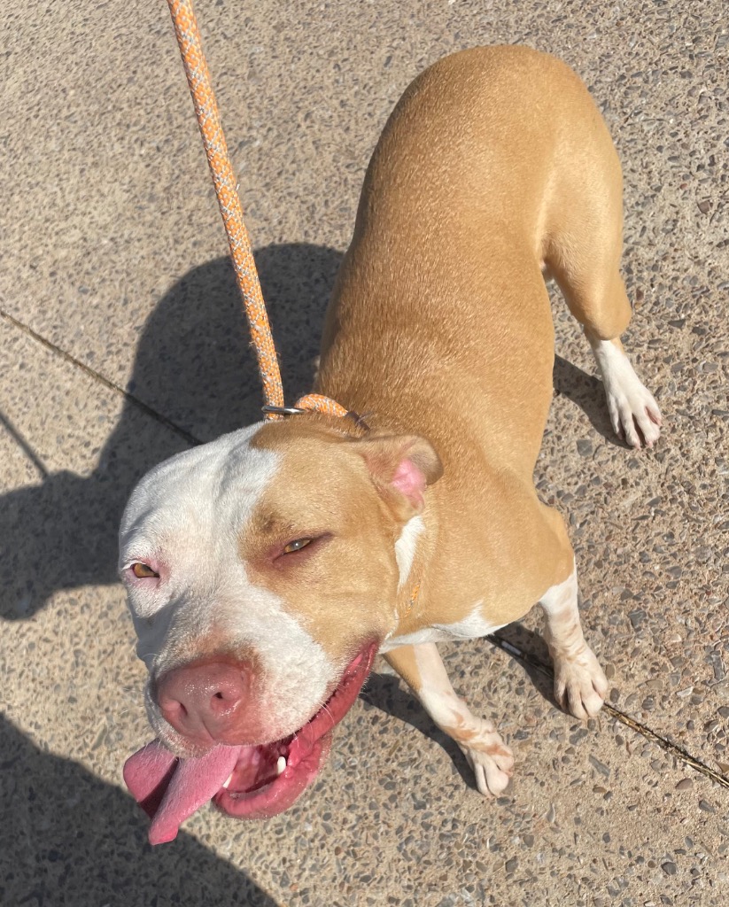 Shelter Stray Female Dog last seen Midwest City, 8485 E Reno Ave, Midwest City, OK 73110, USA