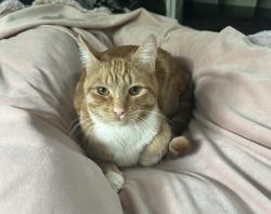 Lost Female Cat last seen Boulevard Heights, Ward Lake, Yelm Highway, Olympia, WA 98501