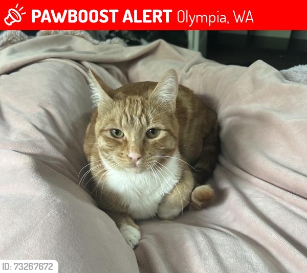 Lost Female Cat last seen Boulevard Heights, Ward Lake, Yelm Highway, Olympia, WA 98501