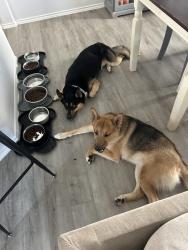 Reunited Male Dog last seen Cypresswood, Spring, TX 77373