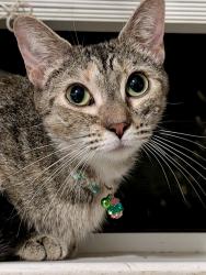 Found/Stray Female Cat last seen Autumn Park Circle, Winston-Salem, NC 27106