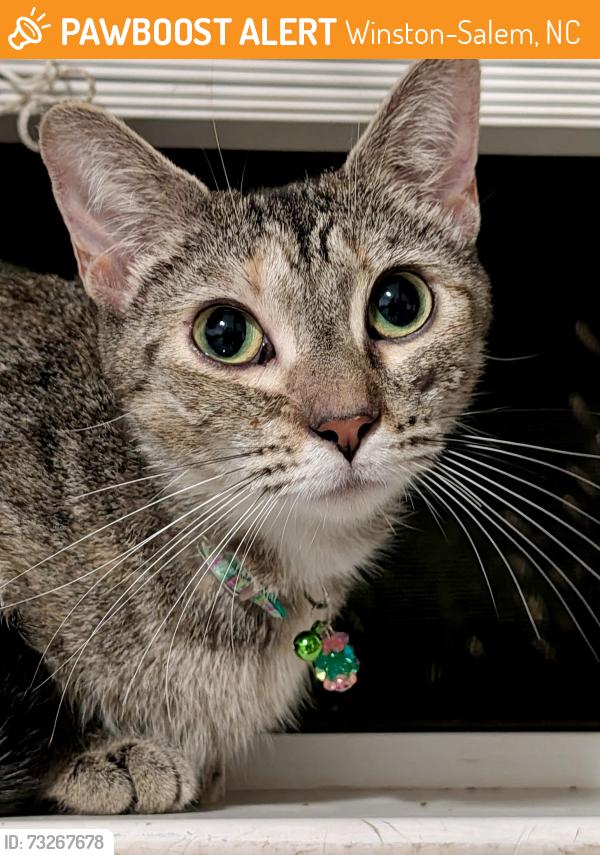 Found/Stray Female Cat last seen Autumn Park Circle, Winston-Salem, NC 27106