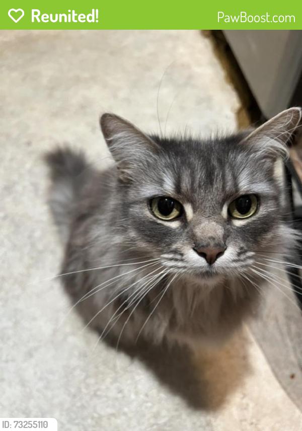 Reunited Female Cat last seen wardlow and webster ave, Long Beach, CA 90810