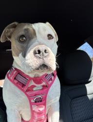 Reunited Female Dog last seen Cherry creek off leash dog park, Denver, CO 80246