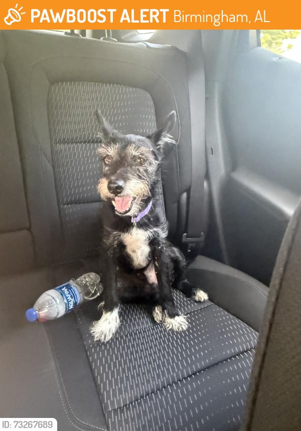 Found/Stray Male Dog last seen Near, Birmingham, AL 35242