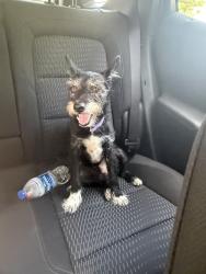 Found/Stray Male Dog last seen Near, Birmingham, AL 35242