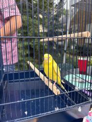 Found/Stray Unknown Bird last seen Roosevelt Elementary School, N 73rd Street and W Clarke Street, Wauwatosa, Wi, Wauwatosa, WI 53213