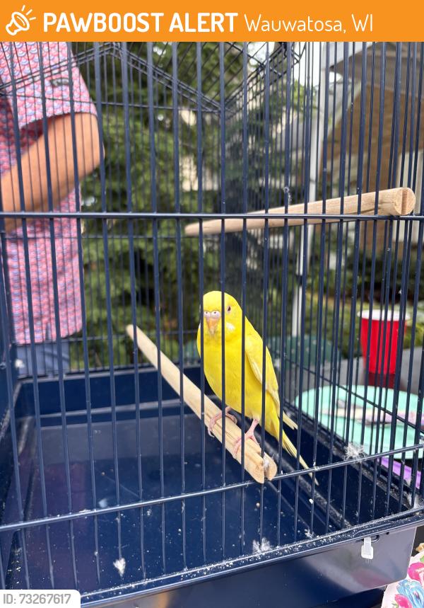 Found/Stray Unknown Bird last seen Roosevelt Elementary School, N 73rd Street and W Clarke Street, Wauwatosa, Wi, Wauwatosa, WI 53213