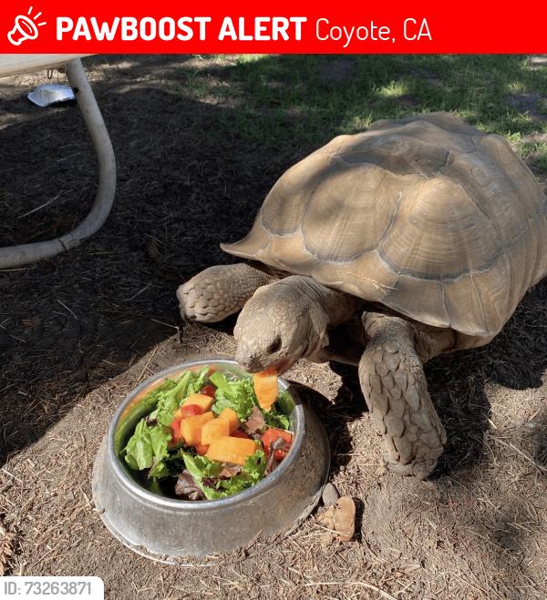 Lost Male Reptile last seen Coyote grange hall, Coyote, CA 95013