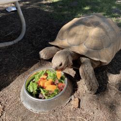 Lost Male Reptile last seen Coyote grange hall, Coyote, CA 95013