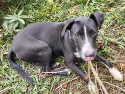 Lost Female Dog last seen R. Lucinir Franco da Rocha, Fazenda Rio Grande - PR, 83825-380, Sítio Cercado, PR 81900-220